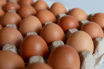 Cell of brown chicken eggs