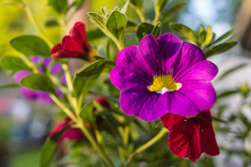 purple petunia flower head, blossoming beautifully. Colorful mix of purple and red flowers.