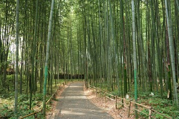 Bamboo Grove in Arashiyama, Kyoto prefecture, Japan - 京都 嵐山 竹林の小径	