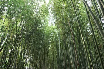 Bamboo Grove in Arashiyama, Kyoto prefecture, Japan - 京都 嵐山 竹林の小径	