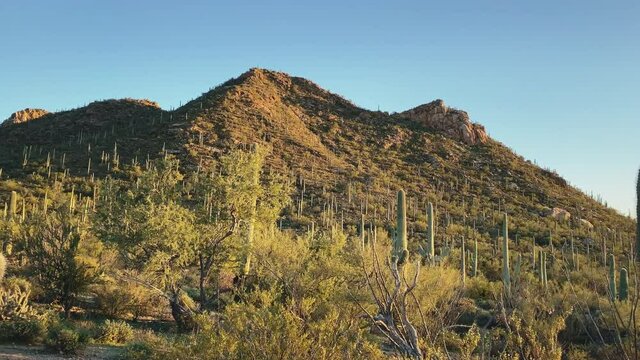 Driving at Sunset between beautiful Saguaro's at Saguaro national park, Tucson, USA. slider right to left