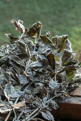 Dried peppermint tea leaves background. Dry spice concept.