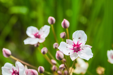 Obraz premium Beautiful flower Susak umbellic grows on the shore of the pond