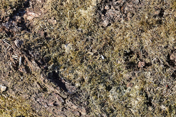 Natural texture of spring moist earth with rotten moss on the surface
