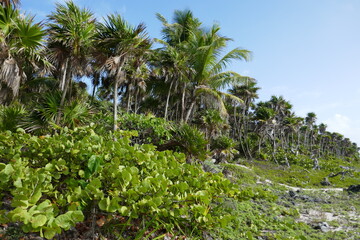 Palmen Mexico