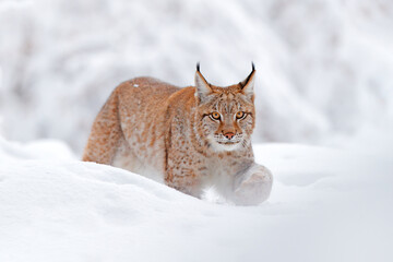 Lynx, winter wildlife. Cute big cat in habitat, cold condition. Snowy forest with beautiful animal wild lynx, Poland. Eurasian Lynx nature running, wild cat in the forest with snow. © ondrejprosicky