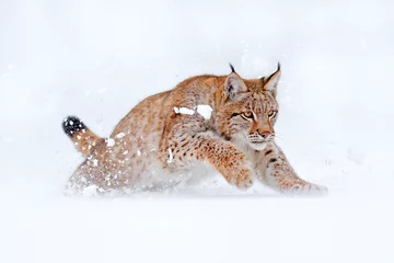 Fotobehang Lynx Wilde dieren in de winter. Euraziatische Lynx rennen, wilde kat in het bos met sneeuw. Wildlife scene uit de winter natuur. Leuke grote kat in habitat, koude staat. Besneeuwd bos met mooie wilde lynx, Duitsland.  © ondrejprosicky