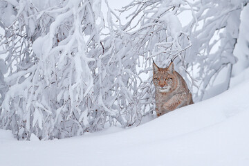 Lynx in de besneeuwde winterhabitat. Kattenwandeling in de sneeuw, boven de bomen, Duitsland. Natuur in het wild.