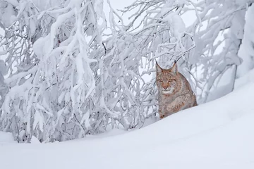 Fotobehang Lynx in de besneeuwde winterhabitat. Kattenwandeling in de sneeuw, boven de bomen, Duitsland. Natuur in het wild. © ondrejprosicky