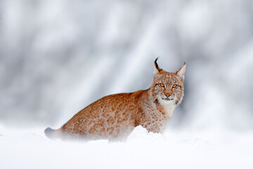 Winter wildlife in Europe. Lynx in the snow, snowy forest in December. Wildlife scene from nature, Germany.