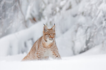 Winter wildlife in Europe. Lynx in the snow, snowy forest in December. Wildlife scene from nature, Germany.