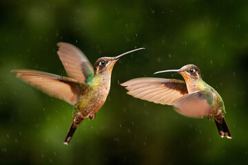 Hummingbirds in flight, tropic forest, Costa Rica.