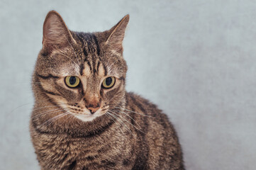 Fototapeta premium Portrait of a domestic cat on a gray background close-up
