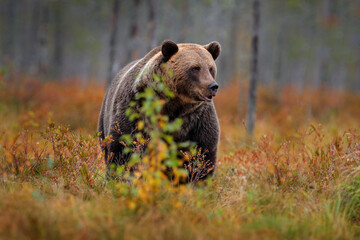 Bear hidden in yellow forest. Autumn trees with bear. Beautiful brown bear walking around lake,...