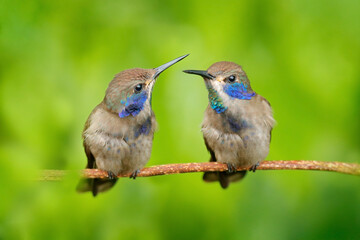 Tropic wildlife, two cute tinny birds. Bird with blue cheeks. Wildlife scene from Ecuador. Bird in nature. Hummingbirds Brown Violet-ear, sitting on the branch, nice flowered green background.
