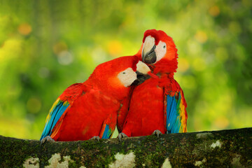 Bird love. Pair of big parrots Scarlet Macaw, Ara macao, in forest habitat. Two red birds sitting on branch, Brazil. Wildlife love scene from tropical forest nature.