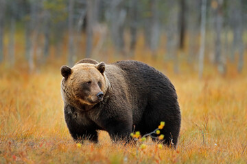 Wildlife Finland. Bear hidden in yellow forest. Autumn trees with bear. Beautiful brown bear walking around lake, fall colours. Big danger animal in habitat. Wildlife scene from nature, Europe.