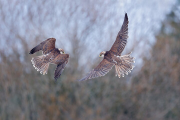 Falcon figh. Gyrfalcon, Falco rusticolus, bird of prey fly. Flying rare bird with white head. Forest in cold winter, animal in nature habitat, Russia. Wildlife scene form nature. Falcon above trees.