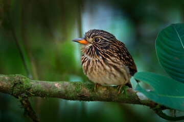 White-chested puffbird, Malacoptila fusca, motley bird in the nature forest habitat, Sumaco, Ecuador. Fire-eye sitting on the branch in tropic mountain forest, wildlife Ecuador.