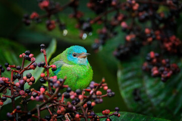 Blue dacnis or turquoise honeycreeper, Dacnis cayana, small passerine bird with fruit in the bill. Green tanager sitting on the branch in the dark tropic forest, Sumaco in Ecuador.