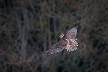 Gyrfalcon, Falco rusticolus, bird of prey fly. Flying rare bird with white head. Forest in cold winter, animal in nature habitat, Russia. Wildlife scene form nature. Falcon above the trees.