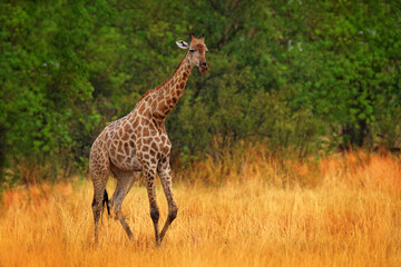 Giraffe in forest with big trees, evening light, sunset. Idyllic giraffe silhouette with evening orange sunset, Angola, South Africa. Hidden portrait of giraffe.