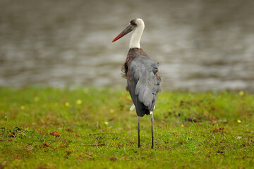 Woolly-necked whitenecked stork, Ciconia episcopus, walking in grass, Okavango delta, Moremi, Botswana. River with bird in Africa. Stork in nature march habitat. Wildlife scene from Africa nat