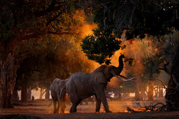 Elephant feeding tree branch. Elephant at Mana Pools NP, Zimbabwe in Africa. Big animal in the old...