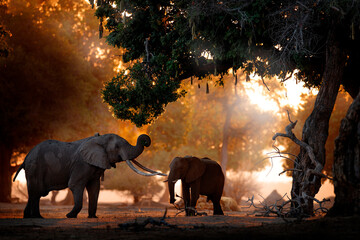 Elephant feeding tree branch. Elephant at Mana Pools NP, Zimbabwe in Africa. Big animal in the old forest. evening light, sun set. Magic wildlife scene in nature.