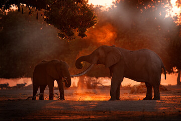 Naklejka na ściany i meble Elephant feeding tree branch. Elephant at Mana Pools NP, Zimbabwe in Africa. Big animal in the old forest. evening light, sun set. Magic wildlife scene in nature.