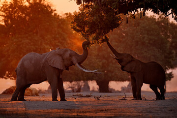 Fototapeta na wymiar Elephant feeding tree branch. Elephant at Mana Pools NP, Zimbabwe in Africa. Big animal in the old forest. evening light, sun set. Magic wildlife scene in nature.