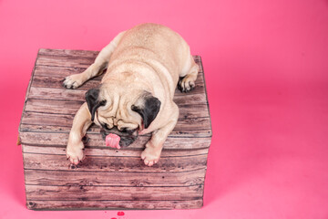 Happy Dog smile on pink background, Cute Puppy pug breed happiness on sweet color,Purebred Dog Concept