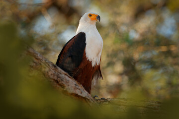 African Fish-eagle, Haliaeetus vocifer, brown bird with white head. Eagle sitting on the top of the tree. Wildlife scene from African nature, Okavango delta, Botswana, Africa.