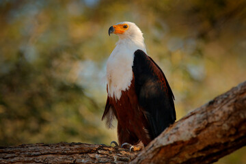 African Fish-eagle, Haliaeetus vocifer, brown bird with white head. Eagle sitting on the top of the tree. Wildlife scene from African nature, Okavango delta, Botswana, Africa.