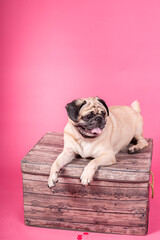 Happy Dog smile on pink background, Cute Puppy pug breed happiness on sweet color,Purebred Dog Concept