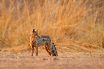 Side-striped jackal, Canis adustus, canid native to Africa, in the golden grass. Dry season. Safari in ManaPools, Zimbabwe. Jackal in the nature habitat. Wildlife Africa.