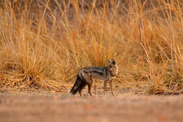 Side-striped jackal, Canis adustus, canid native to Africa, in the golden grass. Dry season. Safari in ManaPools, Zimbabwe. Jackal in the nature habitat. Wildlife Africa.