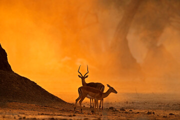 Antelope sunset. Mana Pools NP in Zimbabwe. Impala in golden grass. Beautiful impala in big old...