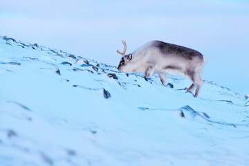 Arctic wildlife. Wild Reindeer, Rangifer tarandus, with massive antlers in snow, Svalbard, Norway. Svalbard caribou, wildlife scene from nature, winter in the Arctic. Winter landscape with reindeer.