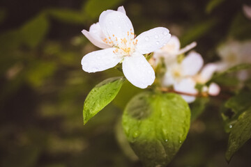 White, fragrant flowers grow on the branch of the Jasmine tree.