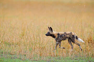 Painted hunting dog on African safari. Wildlife scene from nature. African wild dog, walking in the green grass, Zambia, Africa. Dangerous spotted animal with big ears.