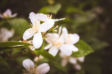 White, fragrant flowers grow on the branch of the Jasmine tree.