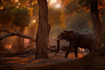 Elefant im Mana Pools NP, Simbabwe in Afrika. Großes Tier im alten Wald, Abendlicht, Sonnenuntergang. Magische Wildlife-Szene in der Natur. Afrikanischer Elefant in schönem Lebensraum. Kunstansicht in der Natur.