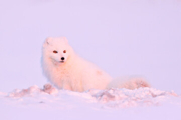 Polar fox with deer carcass in snow habitat, winter landscape, Svalbard, Norway. Beautiful white animal in the snow. Wildlife action scene from nature, Vulpes lagopus, Mammal from Europe