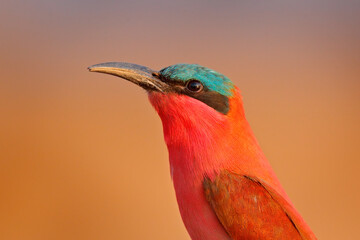 Red bird close-up portrait, pink Northern Carmine Bee-eater, Botswana. Wildlife scene from Africa. Bee-eater with catch in the bill. Bird near the nest hole in river bank.