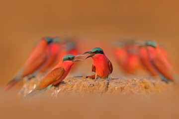 Bird colony conflict, pink Northern Carmine Bee-eater, Botswana. Wildlife scene from Africa. Bee-eater with catch in the bill. Bird near the nest hole in river bank. Red bird on the clay soil.