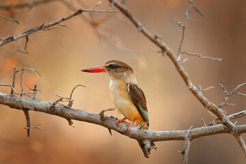 Brown-hooded kingfisher, Halcyon albiventris, bird with big red bill in the nature habitat, Mana...