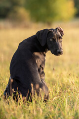 puppy of european sled dog great for mushing