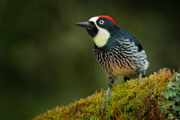 Acorn Woodpecker, Melanerpes formicivorus. Beautiful bird sitting on the green mossy branch in...