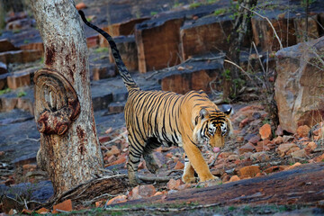 Urine marking Indian tiger lift up tail, wild animal in the nature habitat, Ranthambore NP, India. Big cat, endangered animal. End of dry season, beginning monsoon. Tiger from Asia.